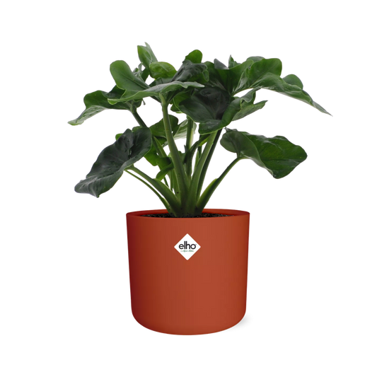 Philodendron Atom – Pflegeleichte tropische Zimmerpflanze 14cm