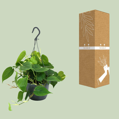 Philodendron Scandens – Pflegeleichte Zimmerpflanze Ø15cm