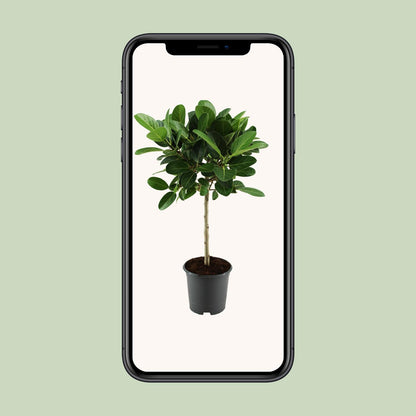Ficus benghalensis Petite Audrey – Pflegeleichte Zimmerpflanze Ø21cm