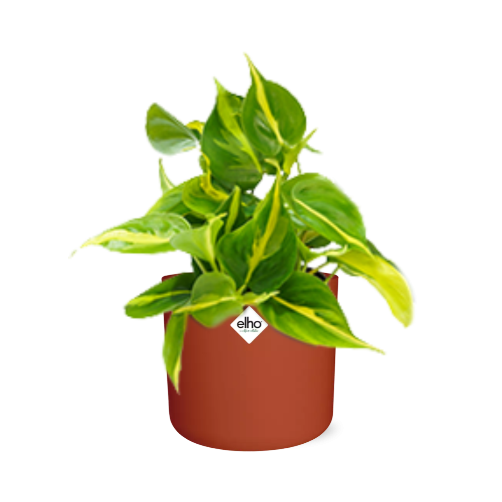 Philodendron Scandens ‘Brasil’ in ELHO b.for soft rond 14cm brique