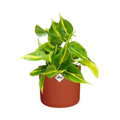 Philodendron Scandens ‘Brasil’ in ELHO b.for soft rond 14cm brique
