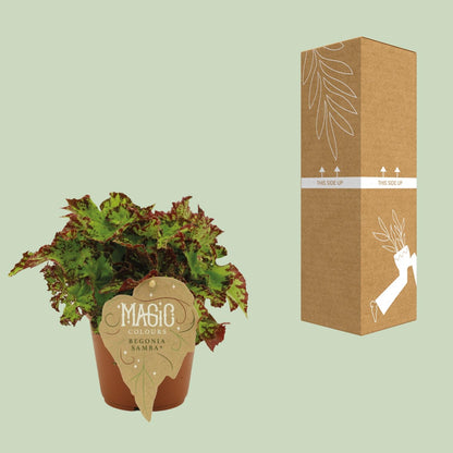 Begonie Rex Samba – Exotische Zimmerpflanze Ø12 cm