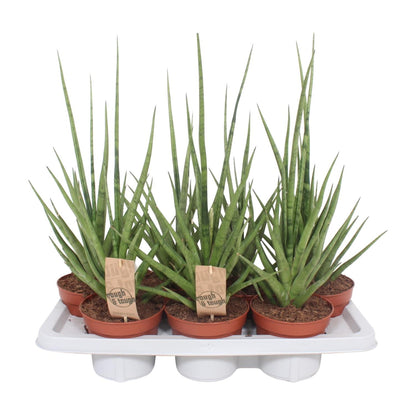 Sansevieria Gracilis Grey – Pflegeleichte Schwiegermutterzunge Ø14cm
