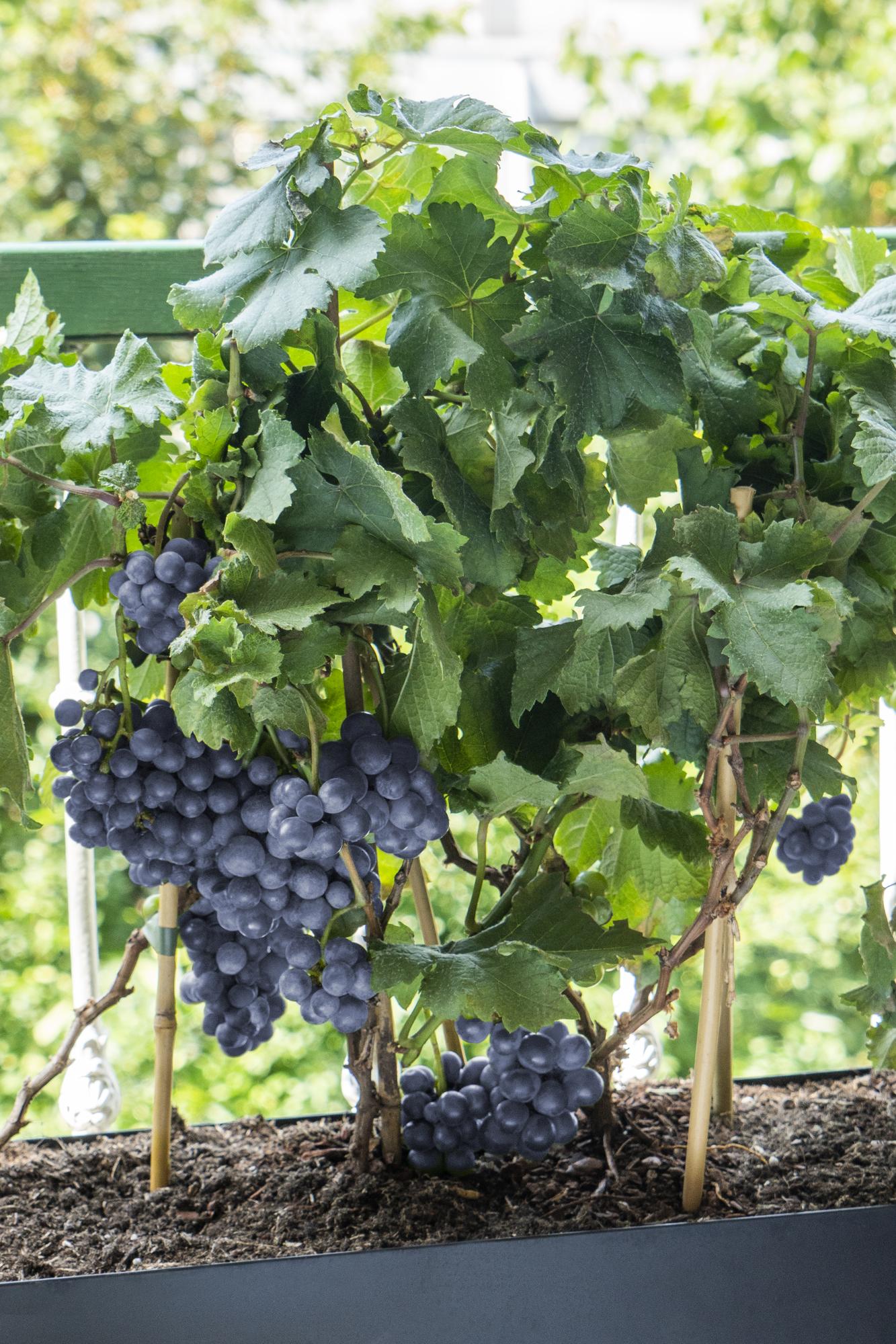 3x Vitis Pixie 'Pinot Noir' – kompakte Zwergtrauben