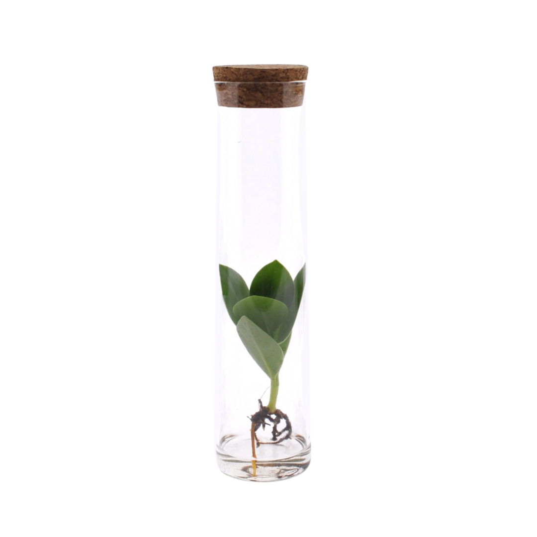 Clusia In Tube Glas – Pflegeleichte Hydroponik-Pflanzenmischung Ø5cm