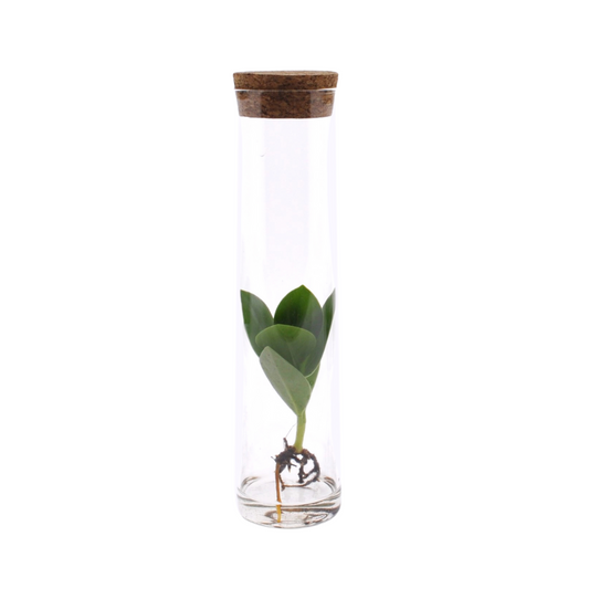 Clusia In Tube Glas – Pflegeleichte Hydroponik-Pflanzenmischung Ø5cm