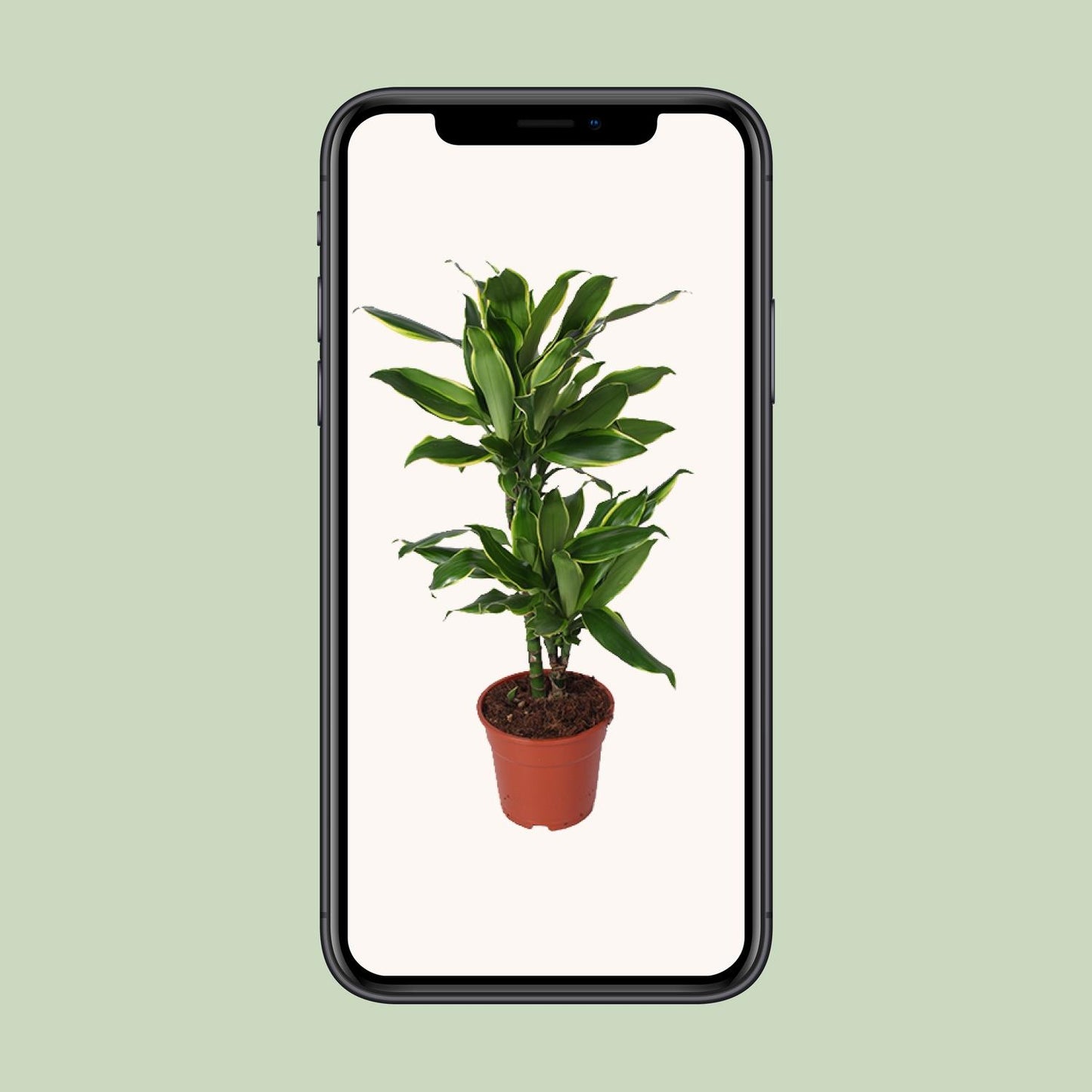 Dracaena Golden Coast – Pflegeleichter Drachenbaum Ø17cm