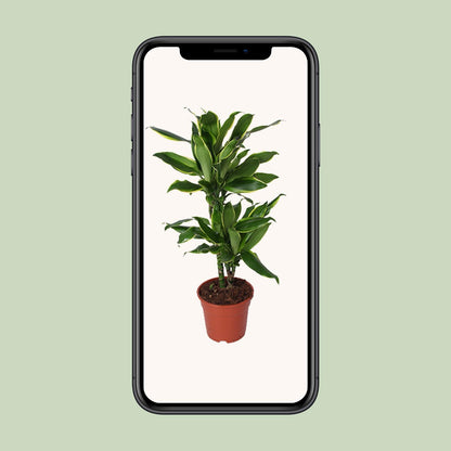 Dracaena Golden Coast – Pflegeleichter Drachenbaum Ø17cm