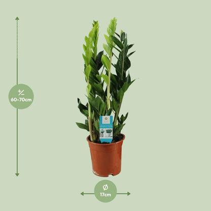 Zamioculcas Zamiifolia – Pflegeleichte ZZ-Pflanze Ø17cm, 65cm hoch