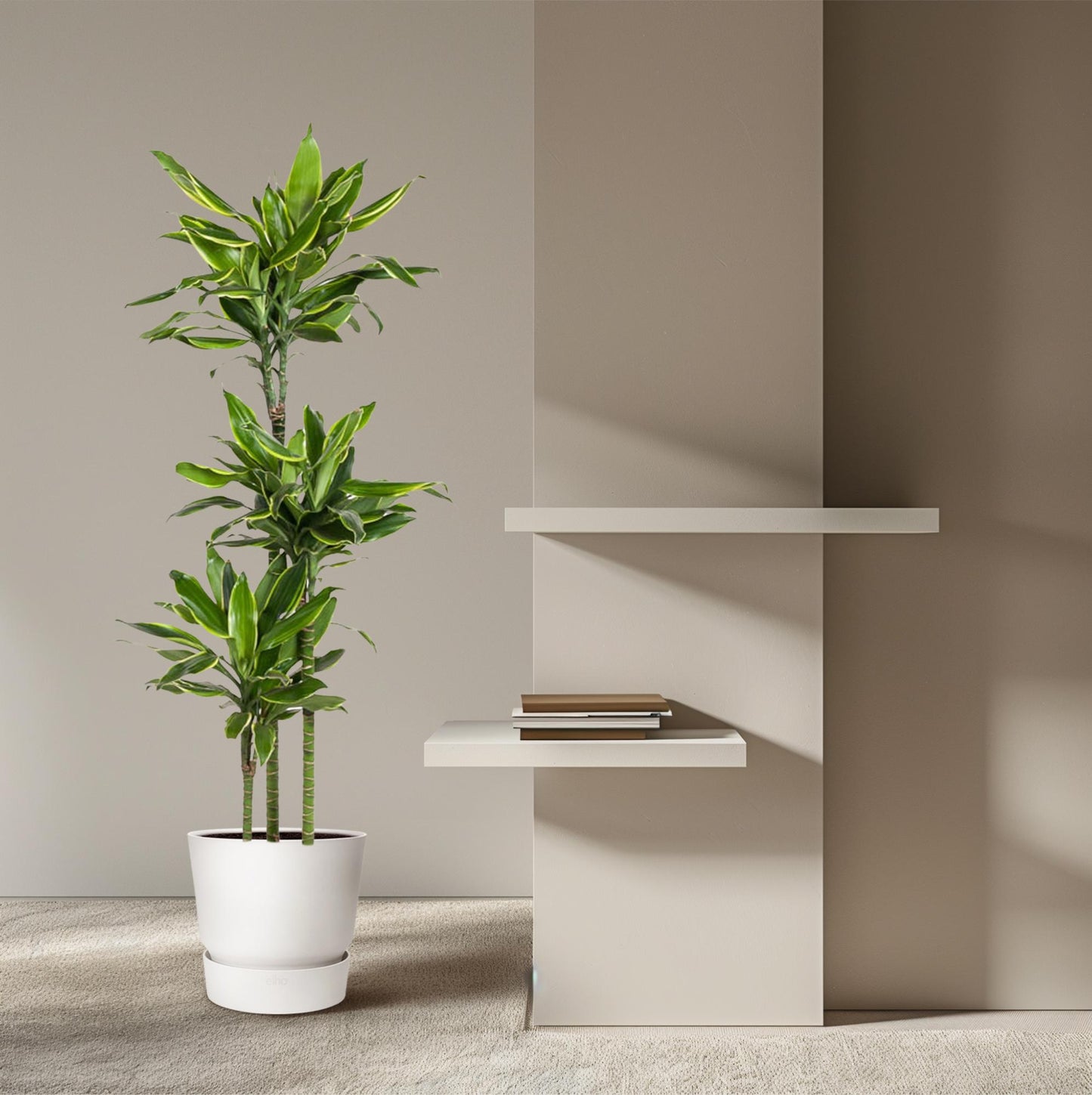 Dracaena Golden Coast – 160 cm, pflegeleichte Zimmerpflanze