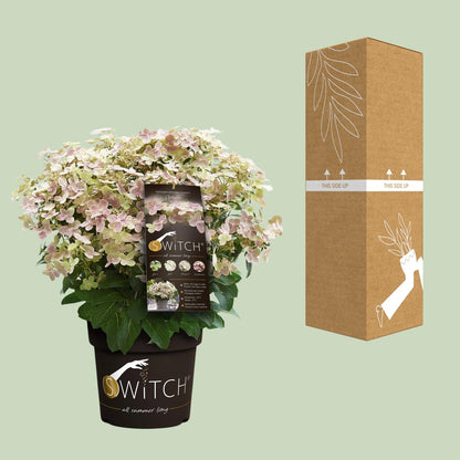 Rispenhortensie 'Switch Ophelia' – pflegeleichte Zimmerpflanze Ø19cm
