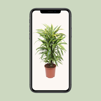 Dracaena Fragrans Lemon Lime – Pflegeleichter Drachenbaum Ø24cm