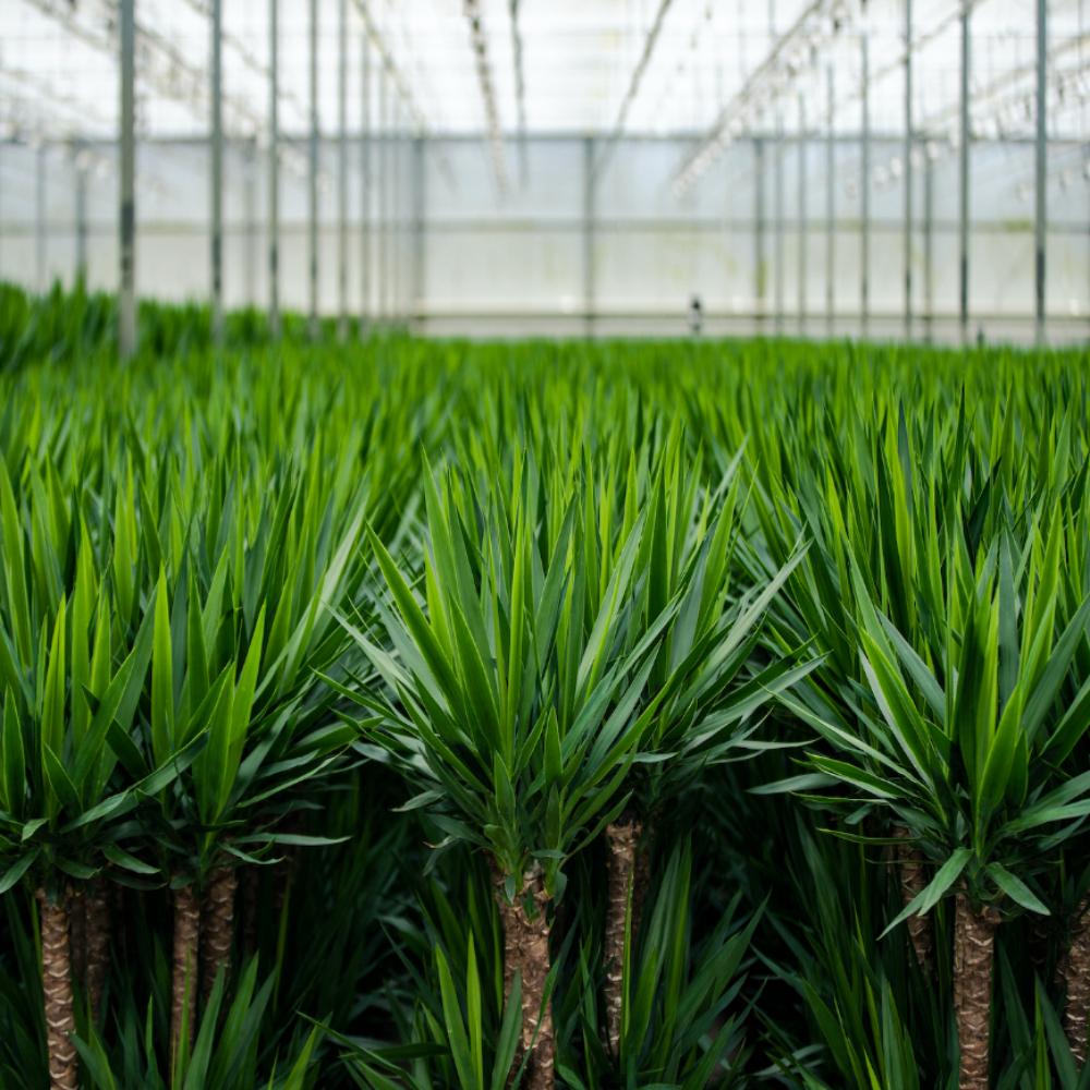 Yucca Palmlilie mit Topf – 100 cm, pflegeleicht & robust