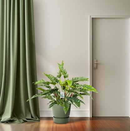 Philodendron Rambo – Pflegeleichte Tropische Zimmerpflanze 65 cm