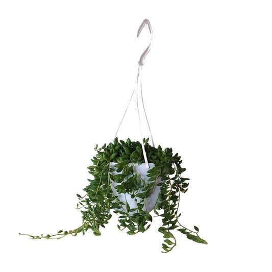 Senecio Herreianus (Cineraria) Ø11cm – Pflegeleichte Zimmerpflanze
