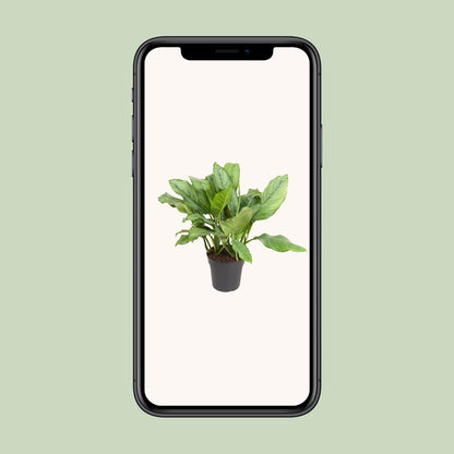 Aglaonema B.J. Freedman – Pflegeleichte Zimmerpflanze Ø24cm