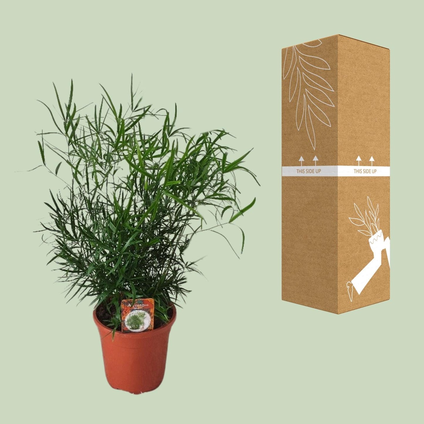 Asparagus Falcatus – Eleganter Spargel-Farn Ø17cm