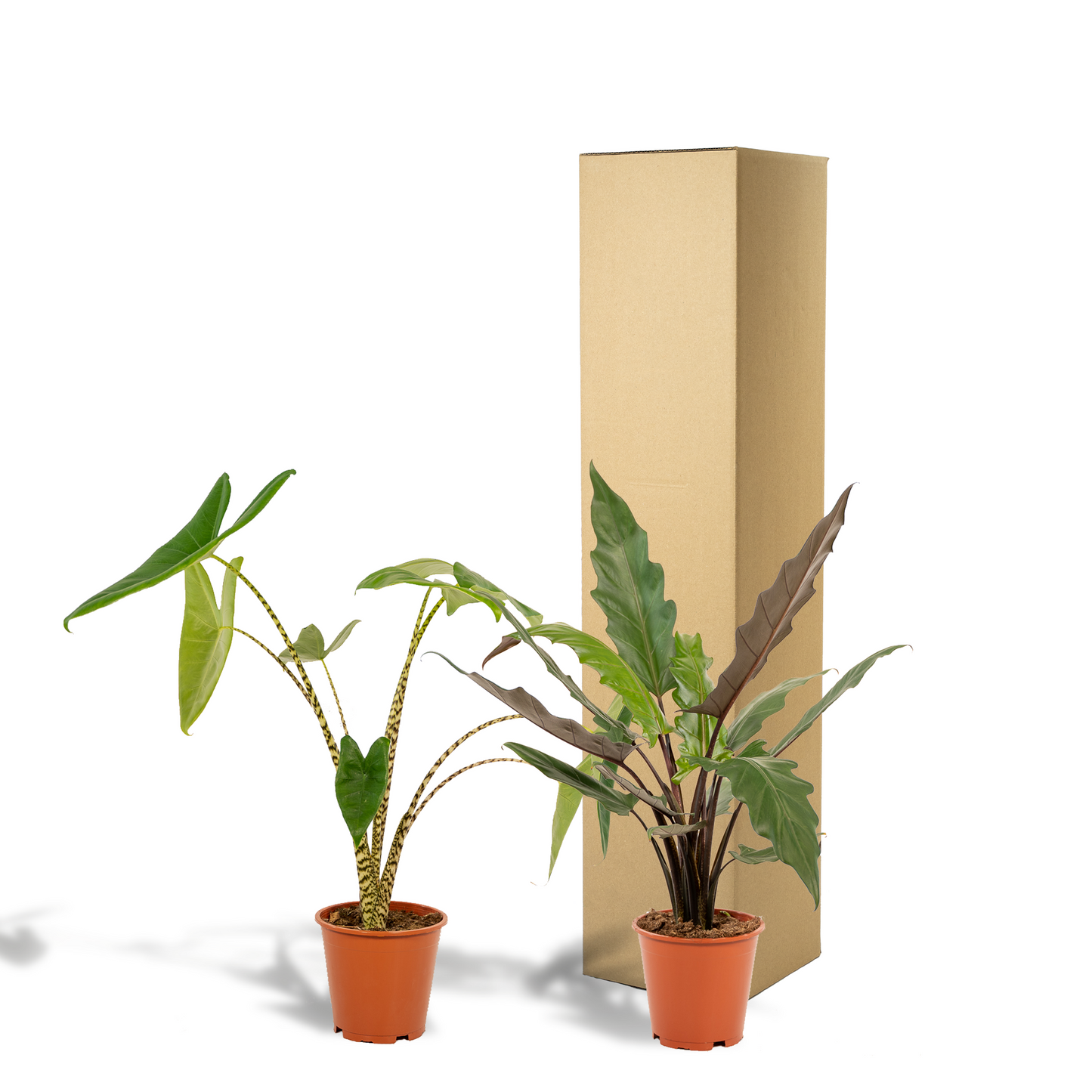 Alocasia Zebrina & Lauterbachiana – Exotisches Pflanzenduo Ø19cm