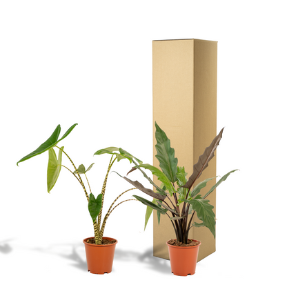 Alocasia Zebrina & Lauterbachiana – Exotisches Pflanzenduo Ø19cm