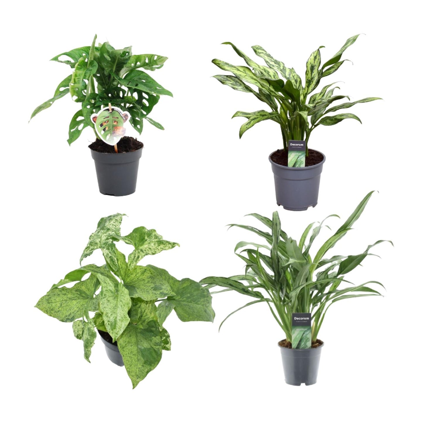Grüner Pflanzenmix 4er Set – Monstera & Aglaonema