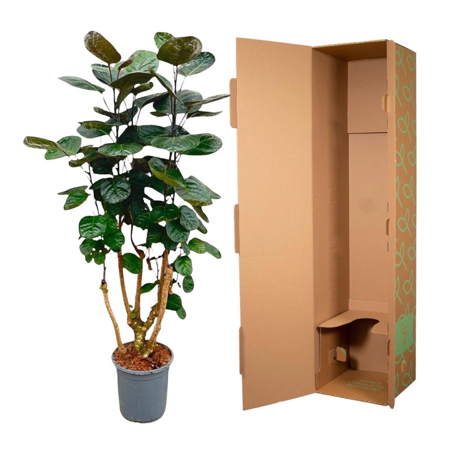 Polyscias Fabian – 130 cm – Pflegeleichte Zimmerpflanze