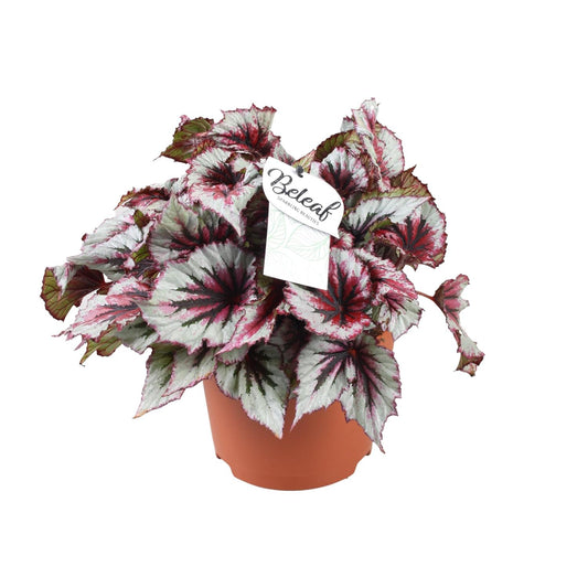 Begonie 'Evening Glow' – Farbenfrohe Zimmerpflanze 33 cm