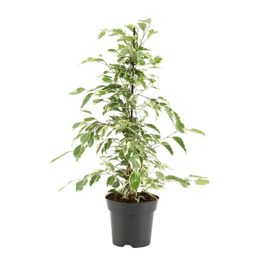 Ficus Benjamina Twilight – Pflegeleichte Zimmerpflanze Ø14cm