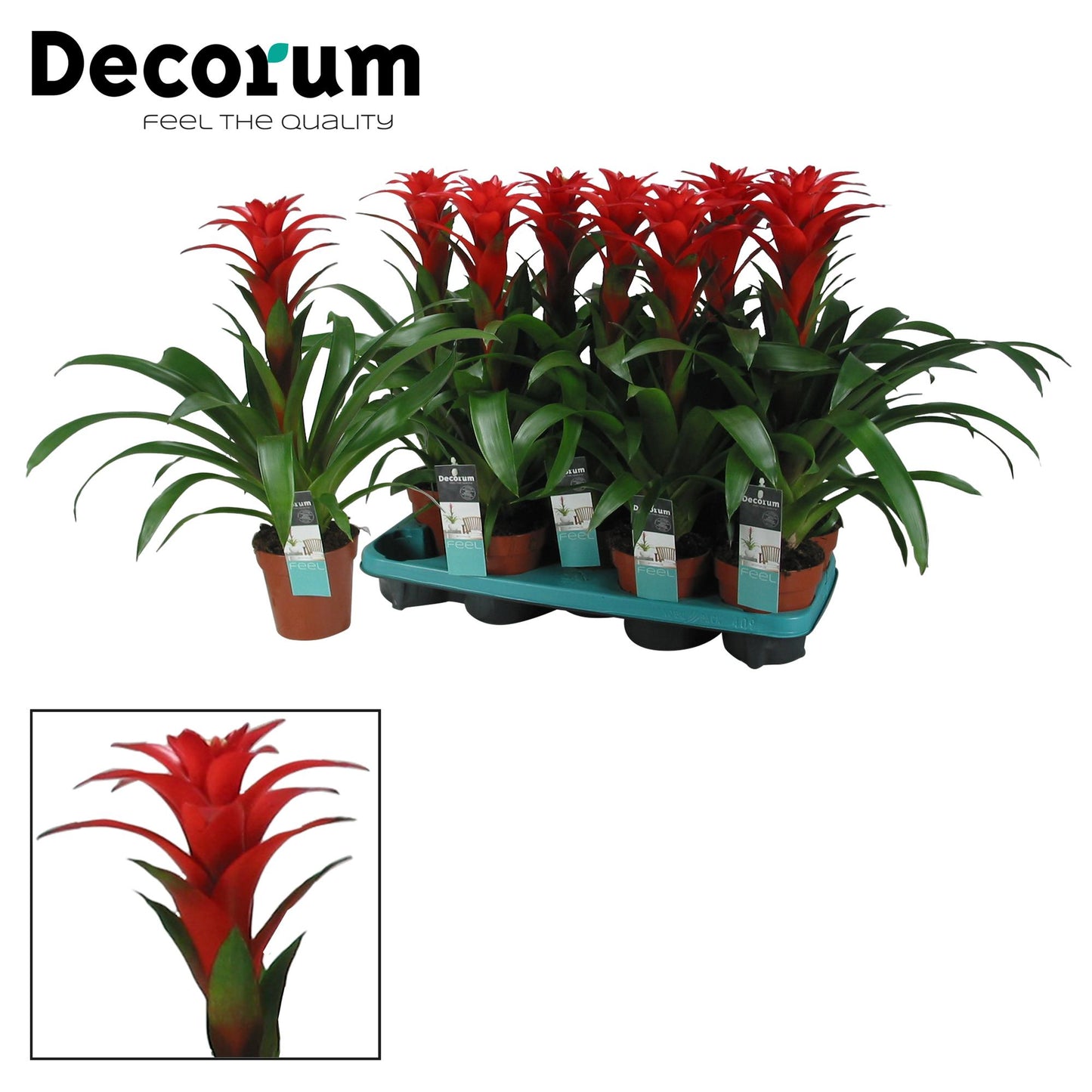 Guzmania Calypso – Farbintensive Zimmerpflanze Ø13cm
