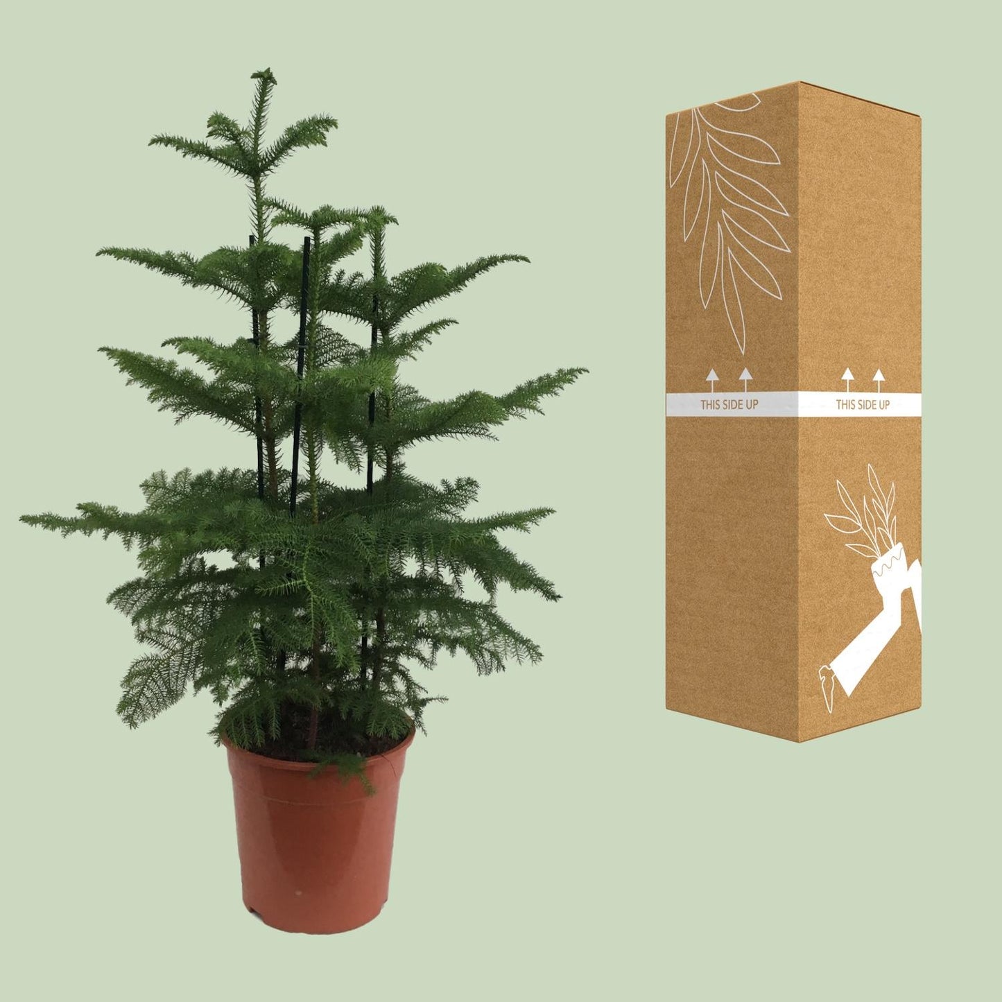 Araucaria (Affenbaum) Ø27cm, 110cm hoch