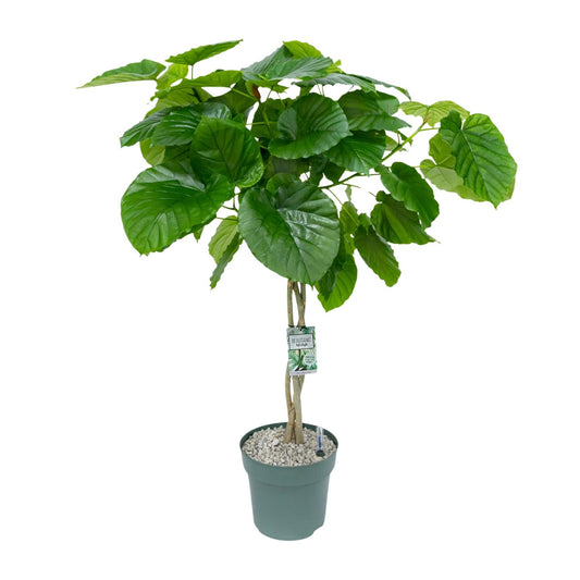 Ficus Umbellata Geflochten – 120 cm pflegeleichte Zimmerpflanze