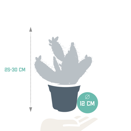 Opuntia quitensis – Pflegeleichte Sukkulente 12 cm