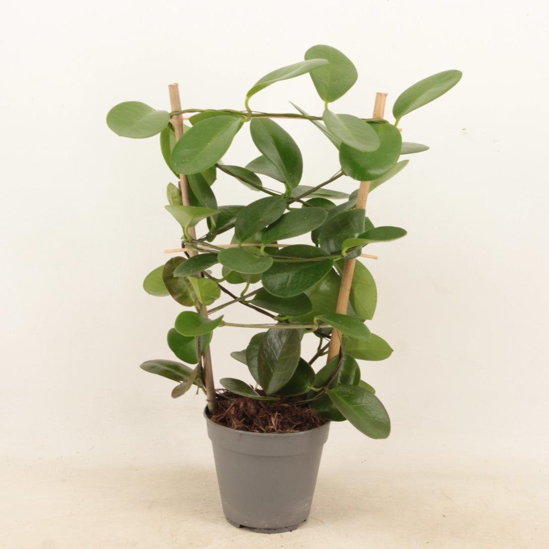 Hoya Rek P12 – Pflegeleichte Kletterpflanze Ø12cm