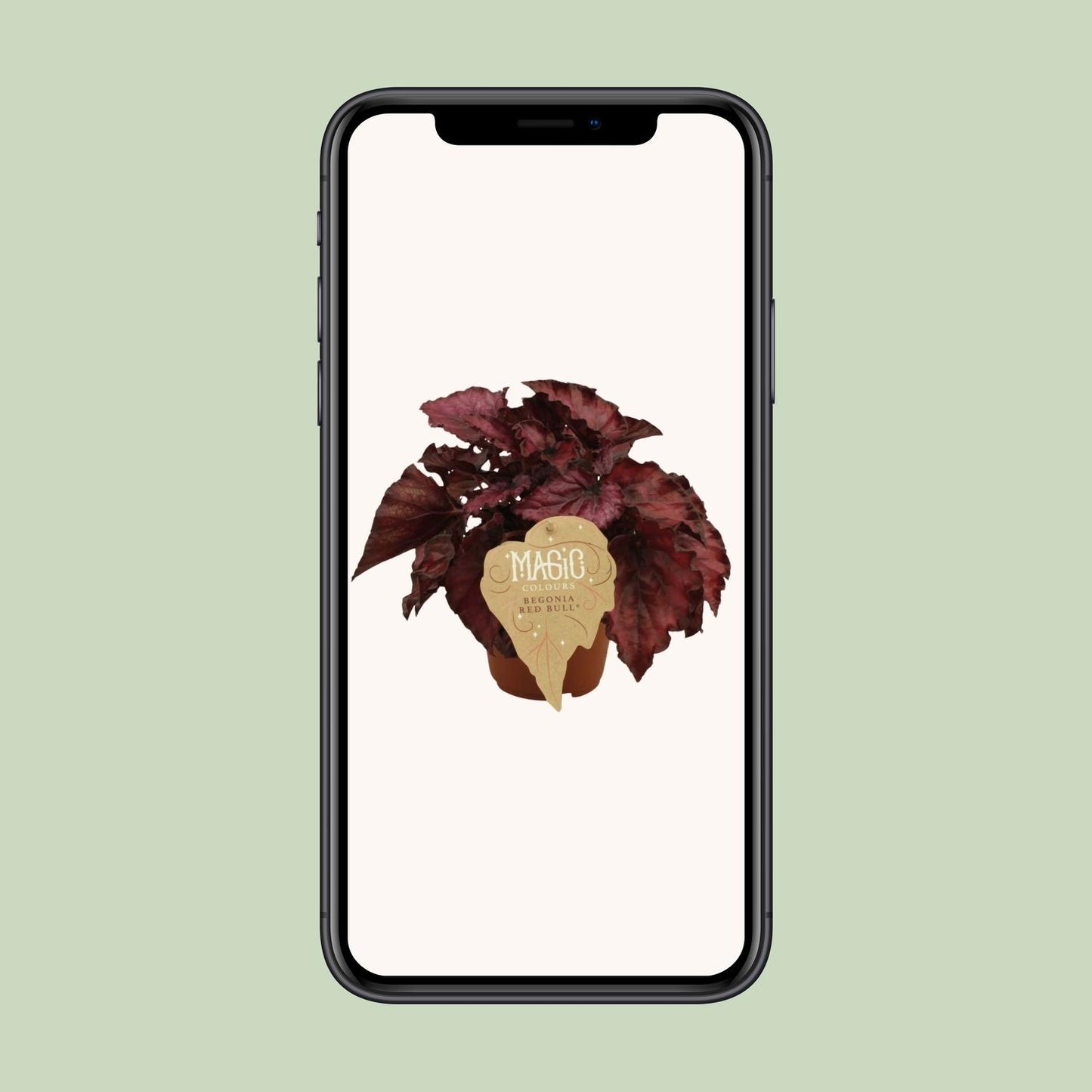 Begonia Rex Redbull – Farbenfrohe Zimmerpflanze Ø12 cm