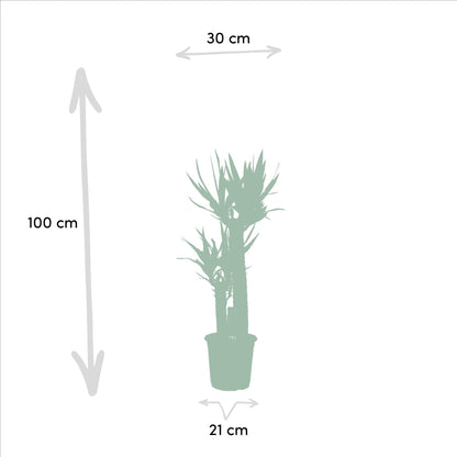 Dracaena & Yucca Zimmerpflanzen-Set – 120cm & 100cm