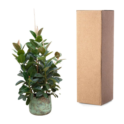 Ficus Robusta verzweigt – pflegeleichte Zimmerpflanze 150 cm