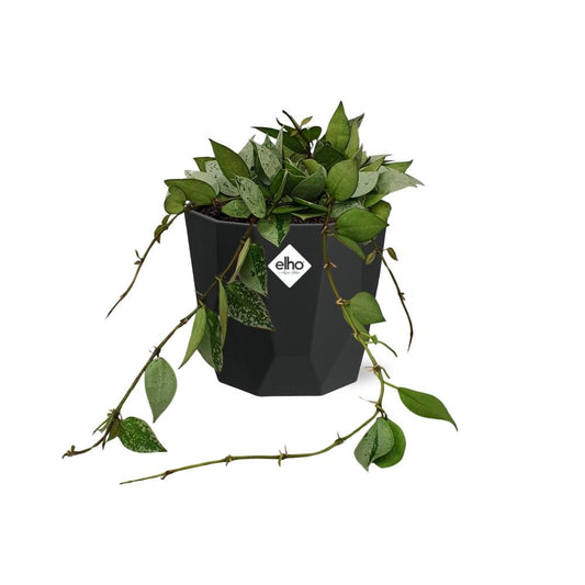 Hoya Krohniana Eskimo – pflegeleichte Wachsblume 14 cm