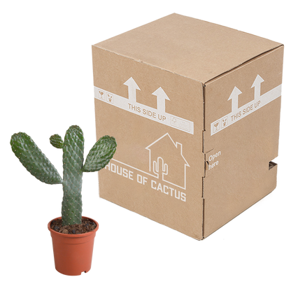 Opuntia consuela – Pflegeleichter Micky Mouse Kaktus 17 cm