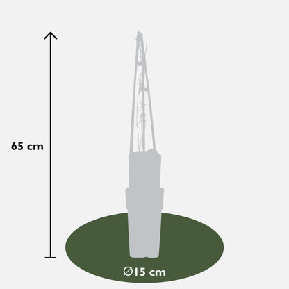 3x Clematis Warszawska Nike – Große dunkelrote Blüten