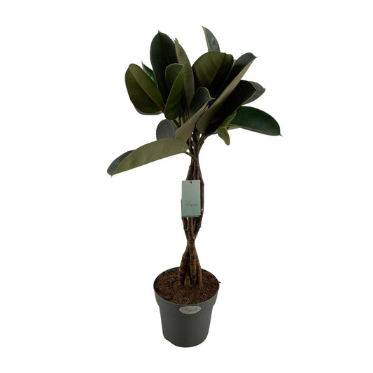 Ficus Elastica Burgundy – Pflegeleichte Zimmerpflanze Ø24cm