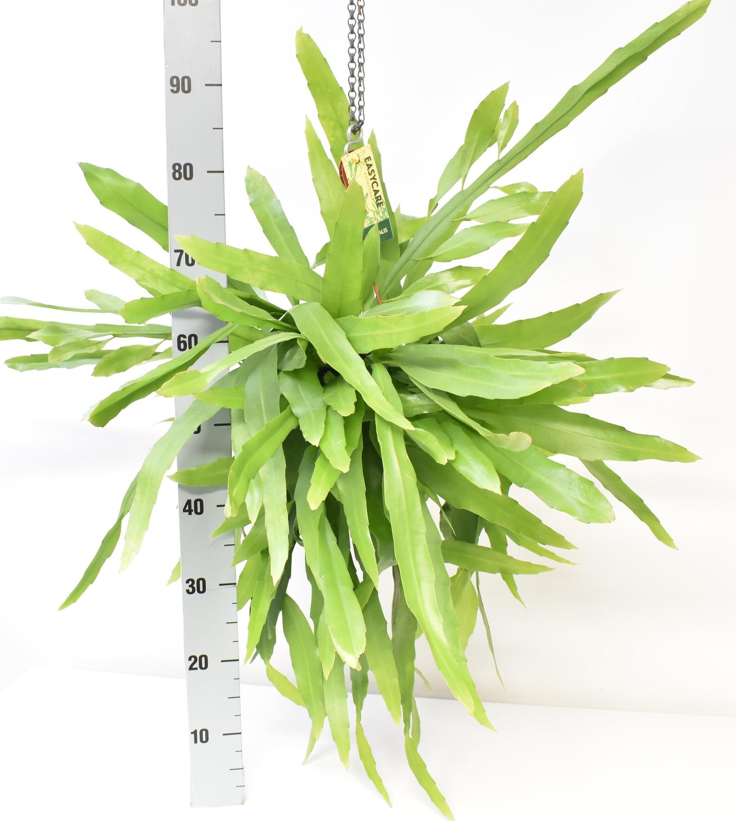 Epiphyllum Pumilum – Pflegeleichte Hängepflanze Ø21cm