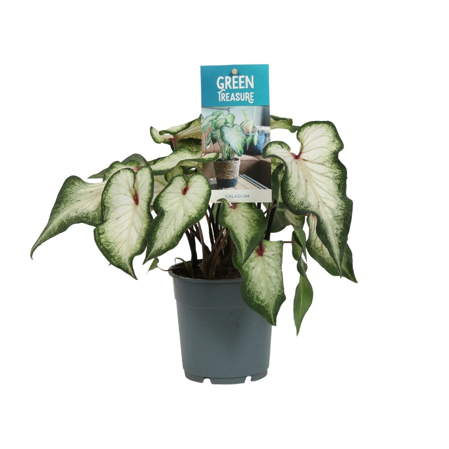 Caladium 'White Wonder' – Pflegeleichter Engelsflügel Ø12cm