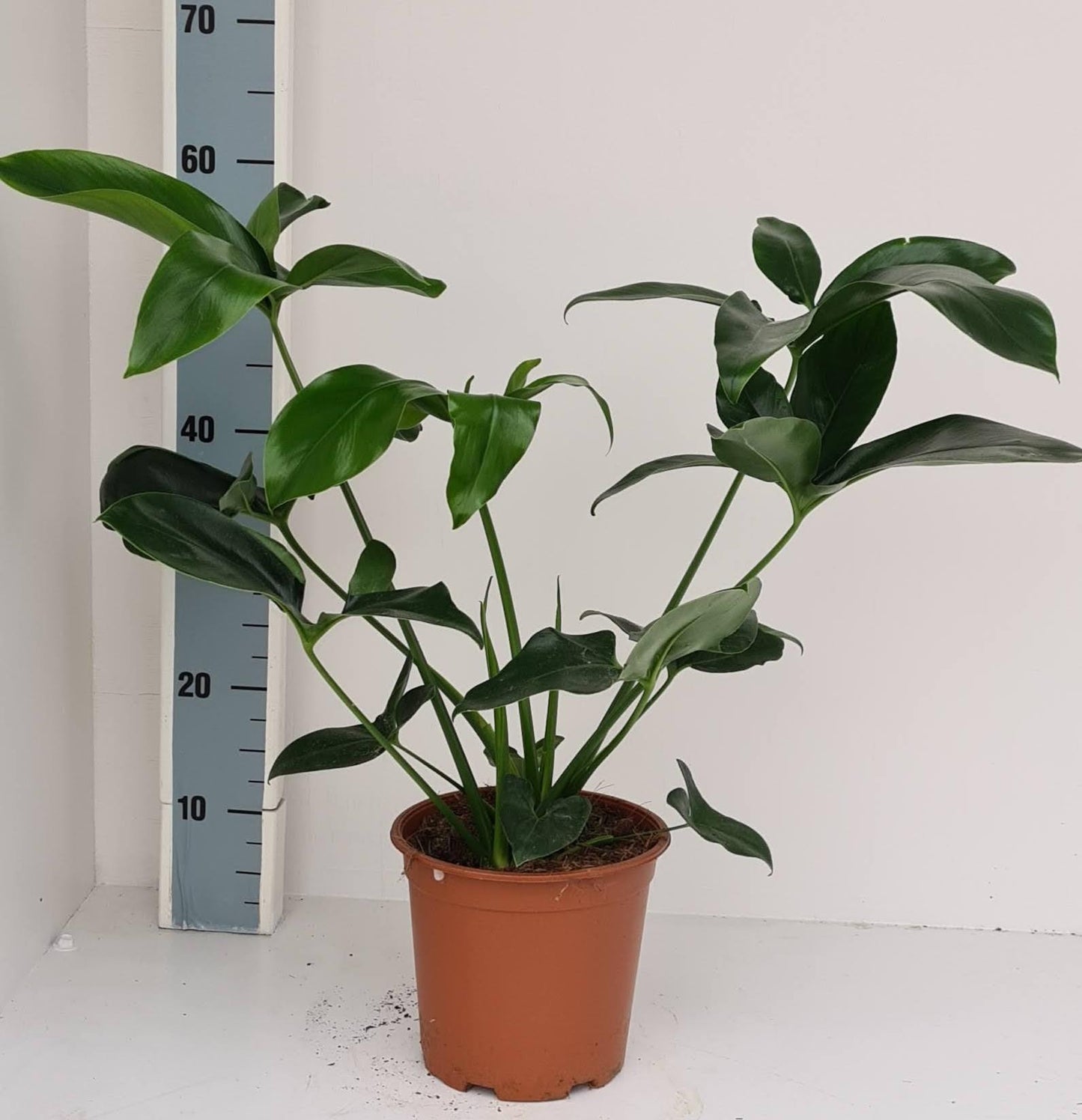 Philodendron Green Wonder – Pflegeleichte Zimmerpflanze