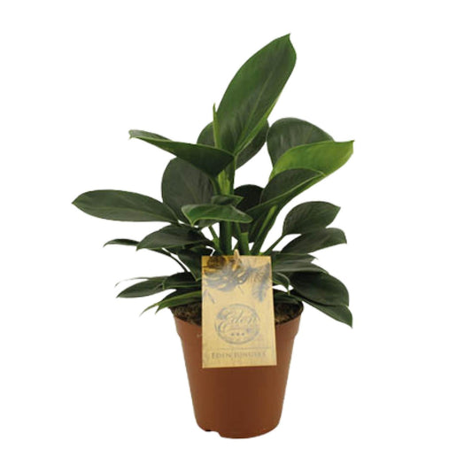 Philodendron Oxypure – Pflegeleichte tropische Zimmerpflanze Ø15cm