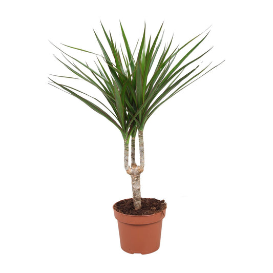 Dracaena Marginata – Pflegeleichter Drachenbaum Ø12cm, 50cm hoch