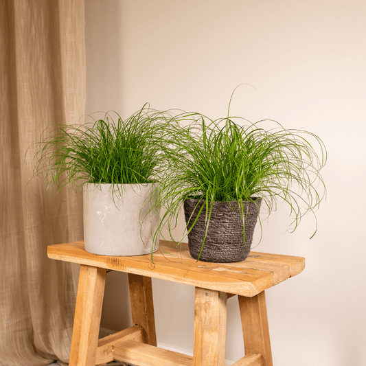 Cyperus Alternifolius (Katzengras) – 2er Set Ø12cm