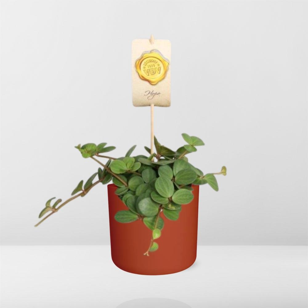 Peperomia ‘Hope’ in ELHO b.for soft rond 14cm brique