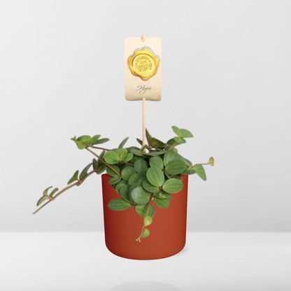 Peperomia ‘Hope’ in ELHO b.for soft rond 14cm brique