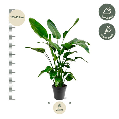 Strelitzia Nicolai – Tropische Zimmerpflanze 140-150 cm