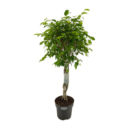 Ficus Benjamina Exotica – Pflegeleichte Zimmerpflanze Ø24cm, 100cm hoch