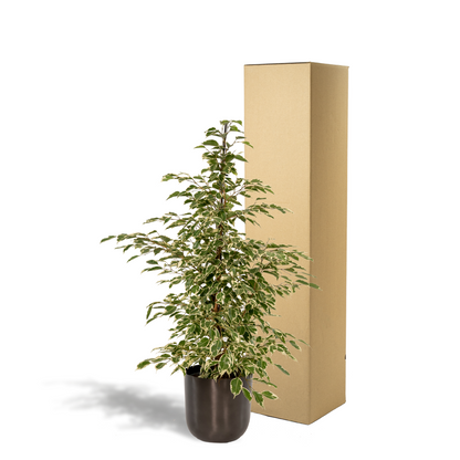 Birkenfeige 'Twilight' – Pflegeleichte Zimmerpflanze Ø21cm, 95cm hoch